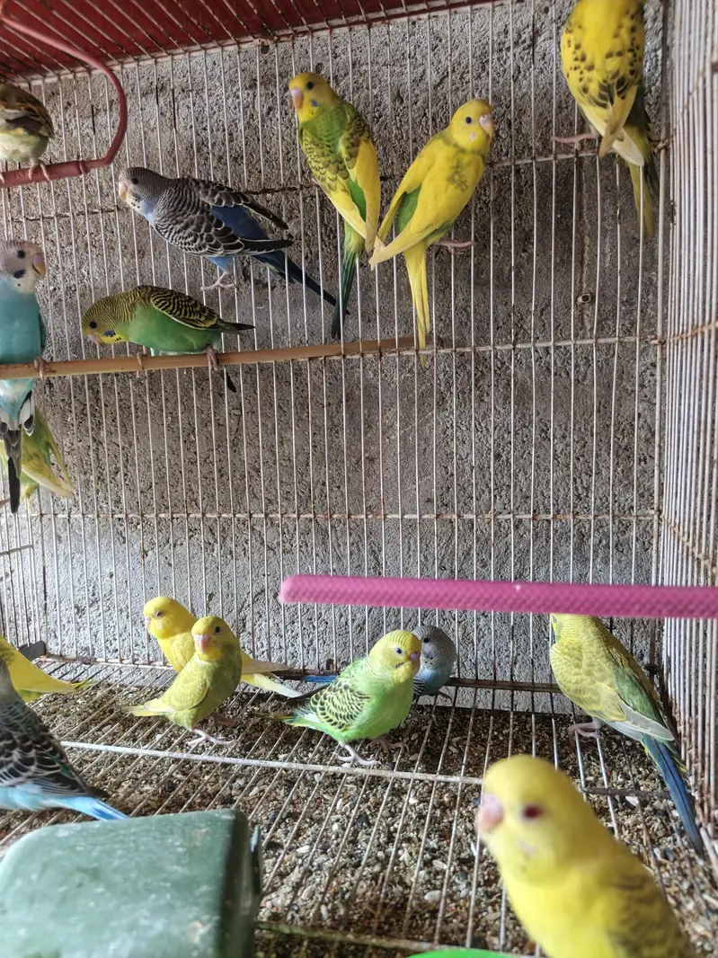 Australian budgies phattay - 2 month — photo 4