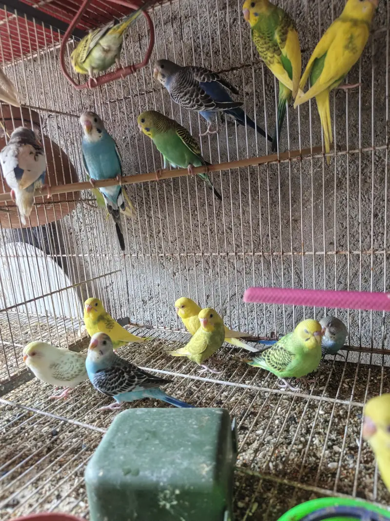 Australian budgies phattay - 2 month — photo 5