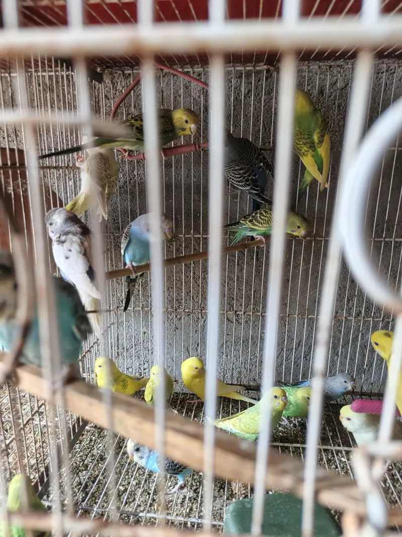 Australian budgies phattay - 2 month — photo 6