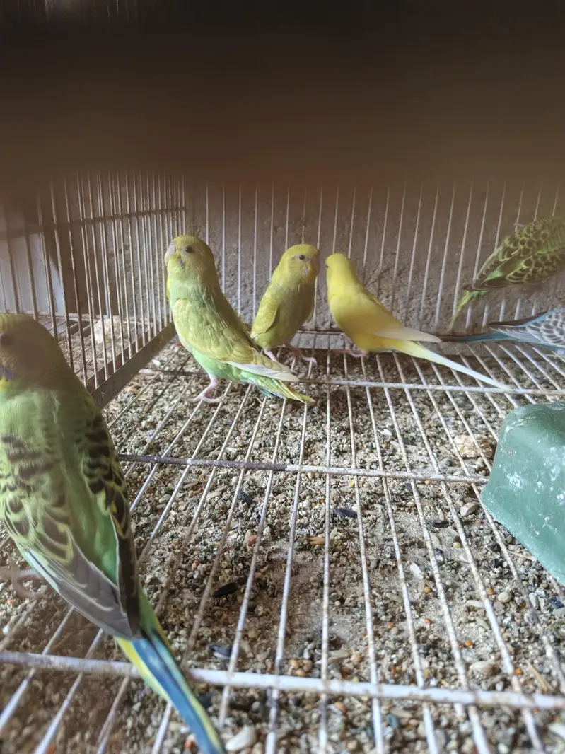 Australian budgies phattay - 2 month — photo 7