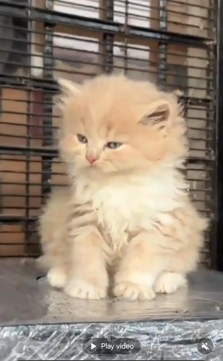 Persian kitten triple quote for sale my WhatsApp03483362563 — photo 2
