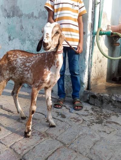 Desi breed MALE AND FEMALE