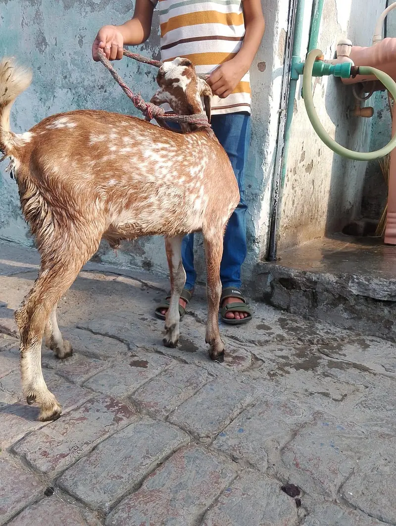 Desi breed MALE AND FEMALE — photo 2