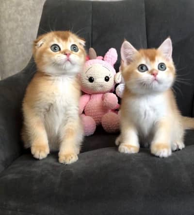 Scottish Fold | British Shorthair | Golden