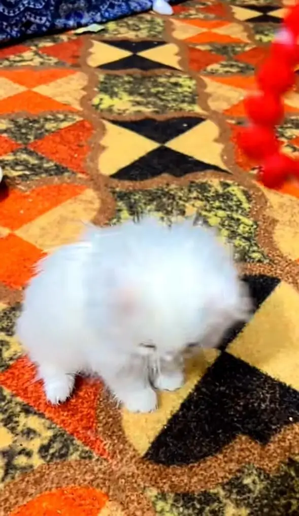 Persian kitten triple quote for sale my WhatsApp03483362563 — photo 2