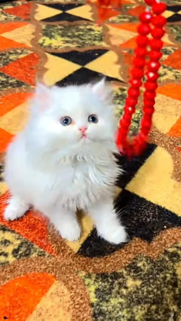 Persian kitten triple quote for sale my WhatsApp03483362563 — photo 3