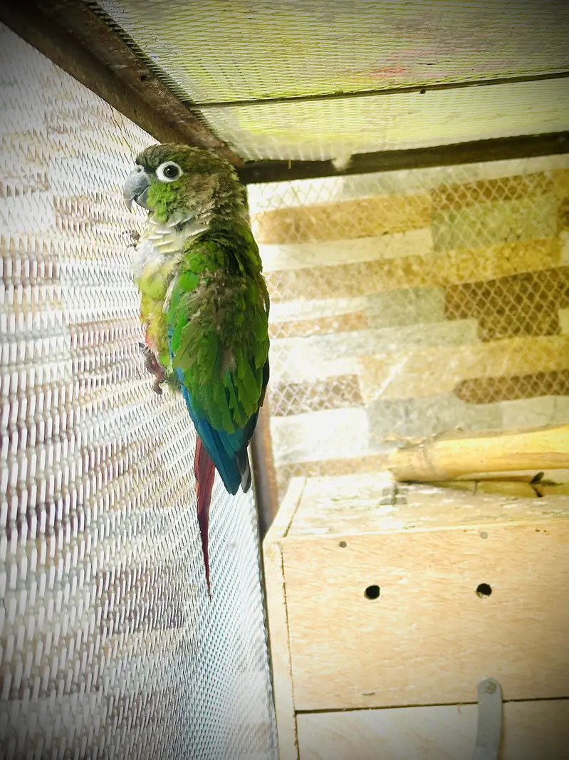 Green conure — photo 3