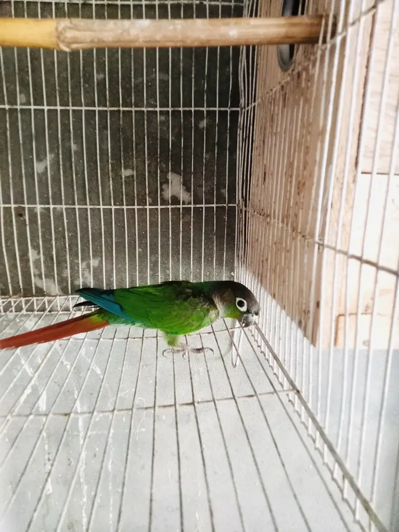 Green conure — photo 4