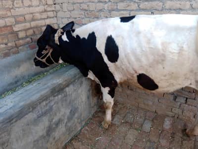 Beautiful Vehri for sale