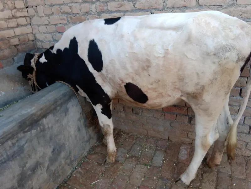Beautiful Vehri for sale — photo 2