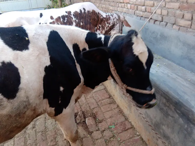 Beautiful Vehri for sale — photo 4
