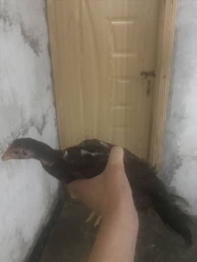 Asel choze for sell