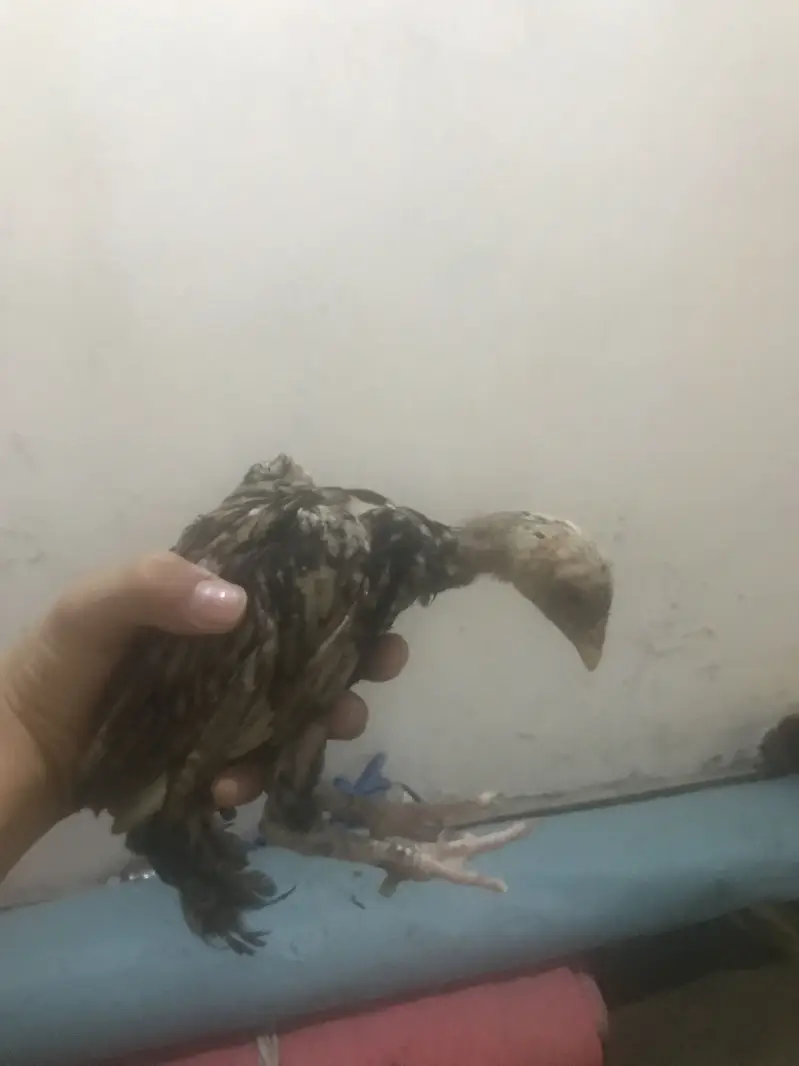 Asel choze for sell — photo 4