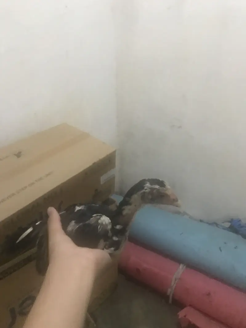Asel choze for sell — photo 5