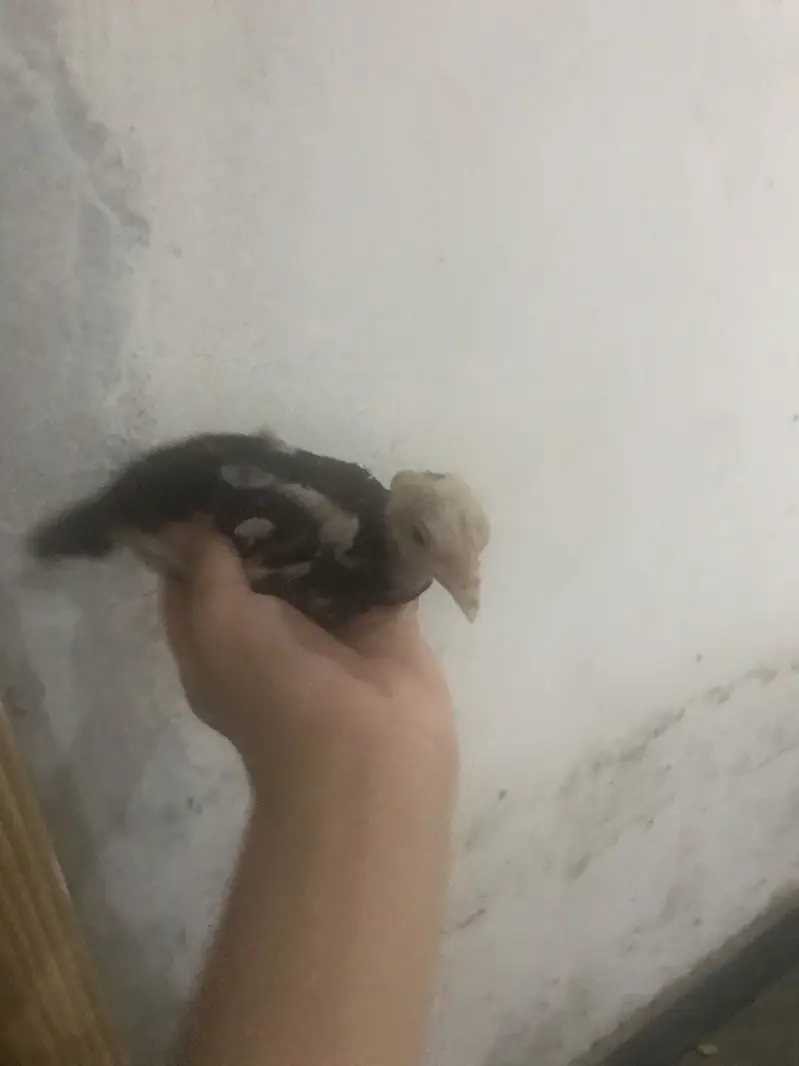 Asel choze for sell — photo 6