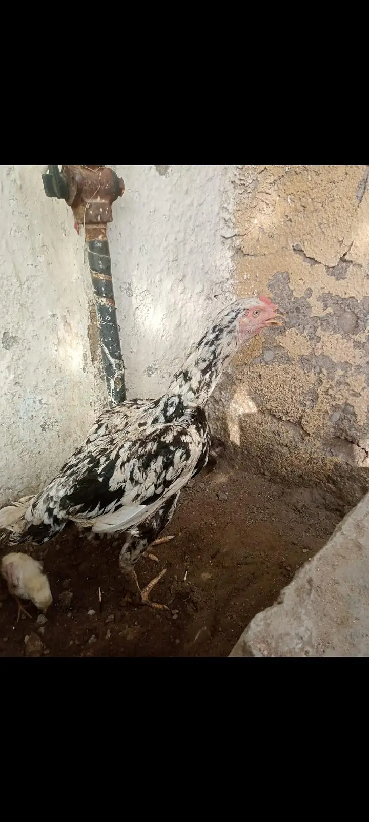 white and black dots murghi color with two baby — photo 2