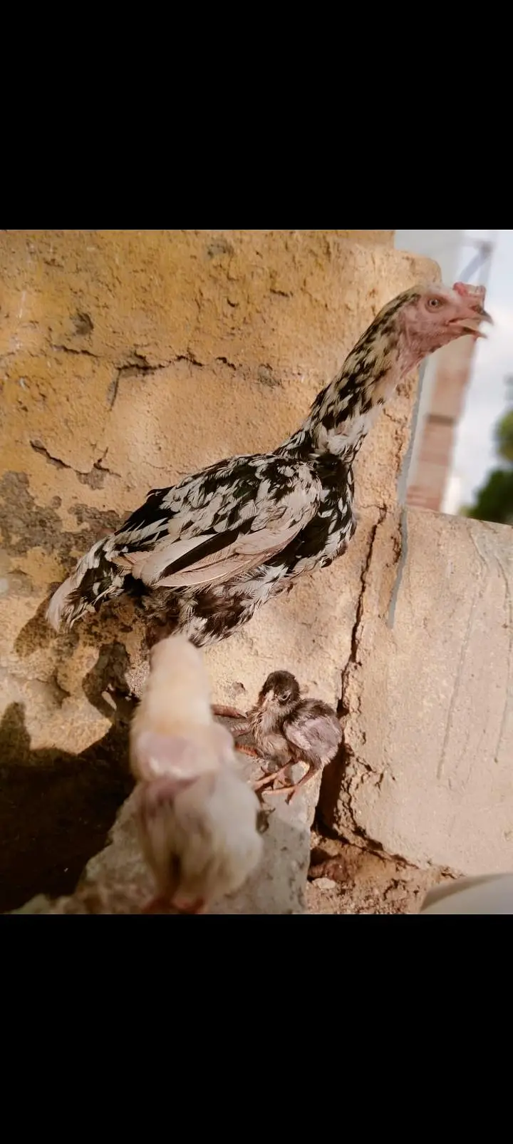 white and black dots murghi color with two baby — photo 3