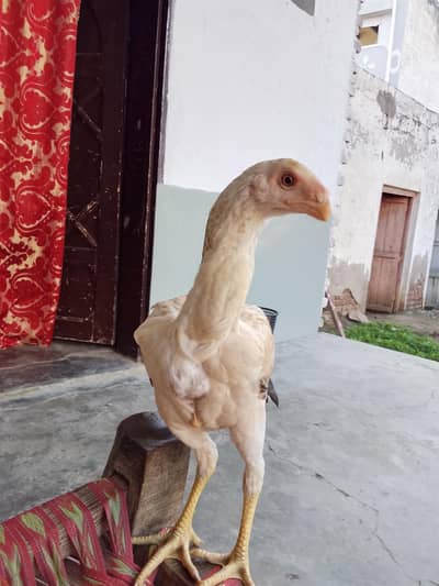 high quality hen