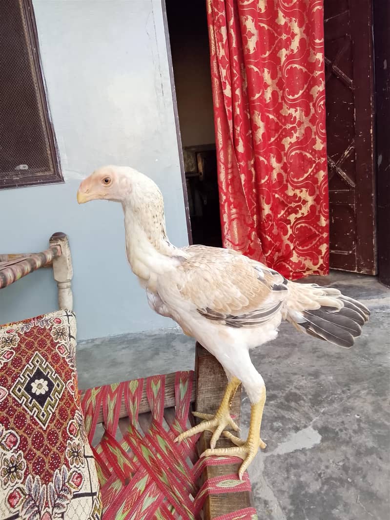 high quality hen 1