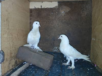 Fancy pigeon