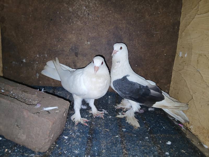 Fancy pigeon 1
