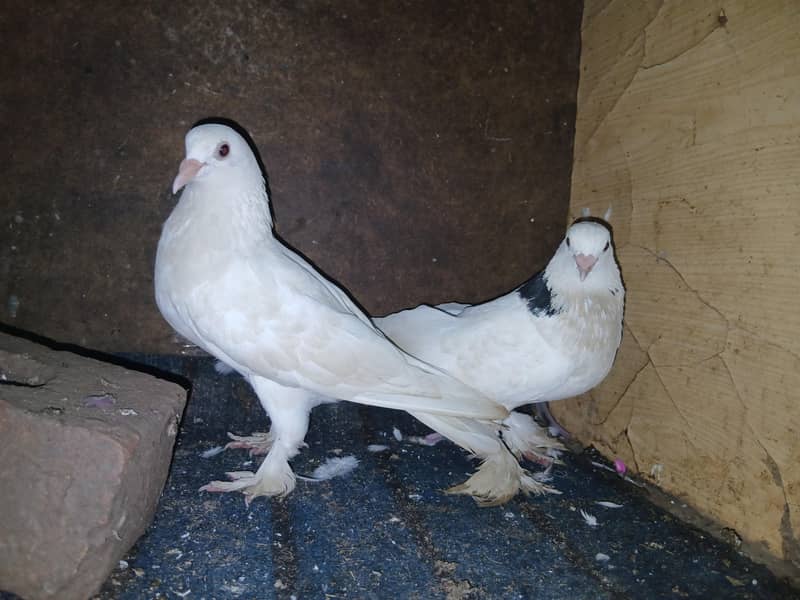 Fancy pigeon 2