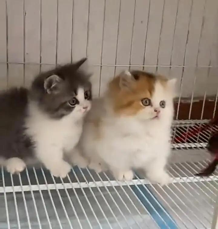 Persian kitten triple quote for sale my WhatsApp03483362563 — photo 2