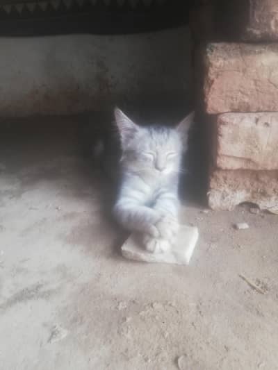 Russian cat