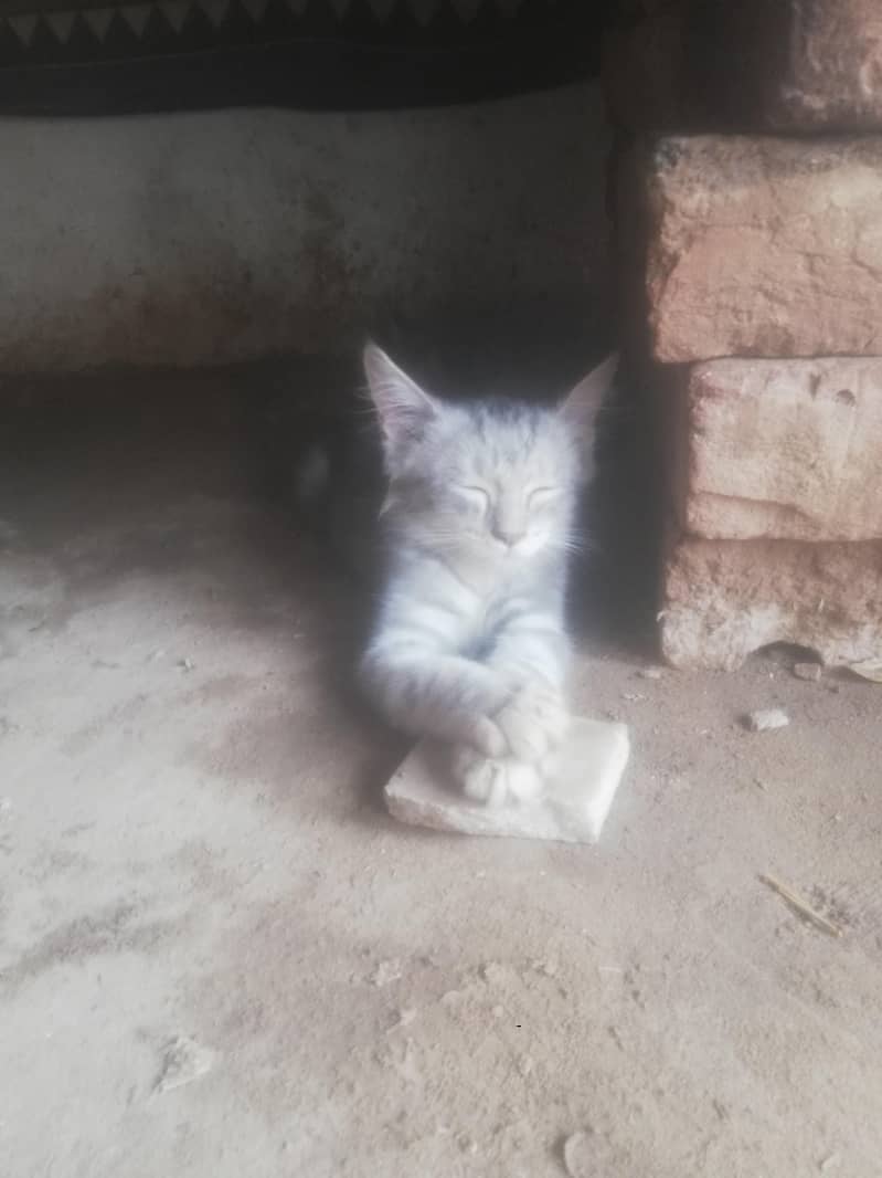 Russian cat 0