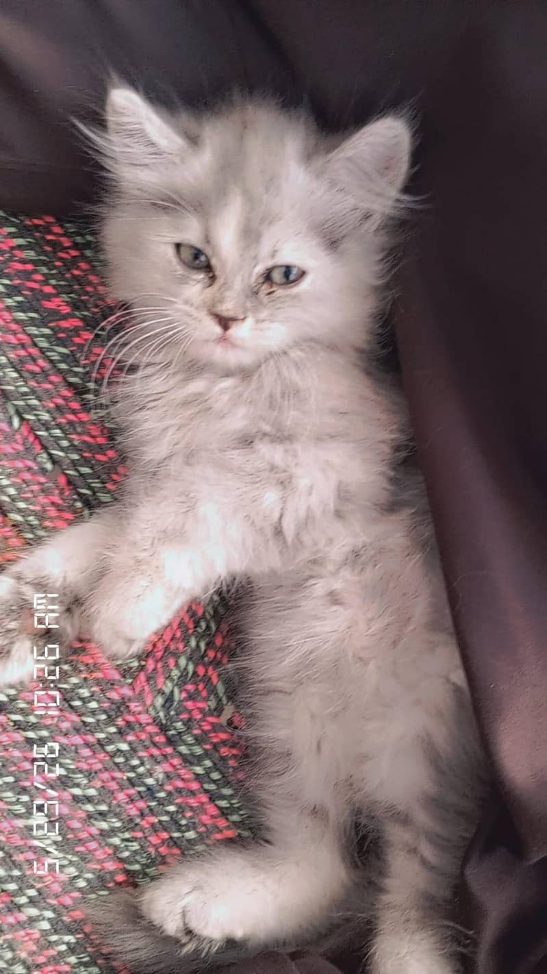 Russian cat 2