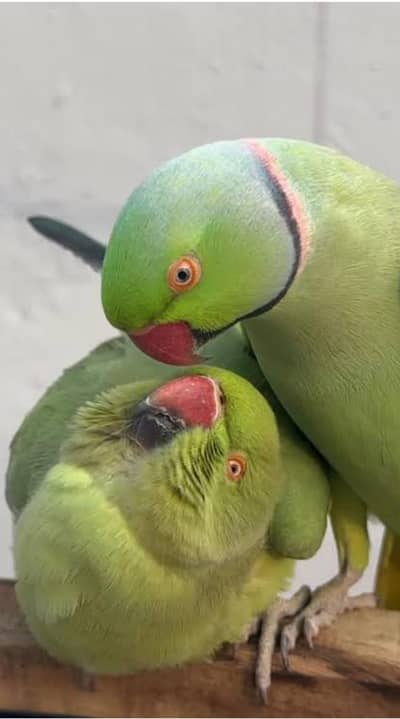 ringneck parrot brider pyer cunfurm garnered 03002209400