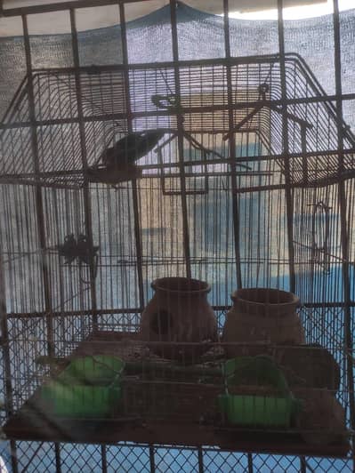 Green Fisher with cage