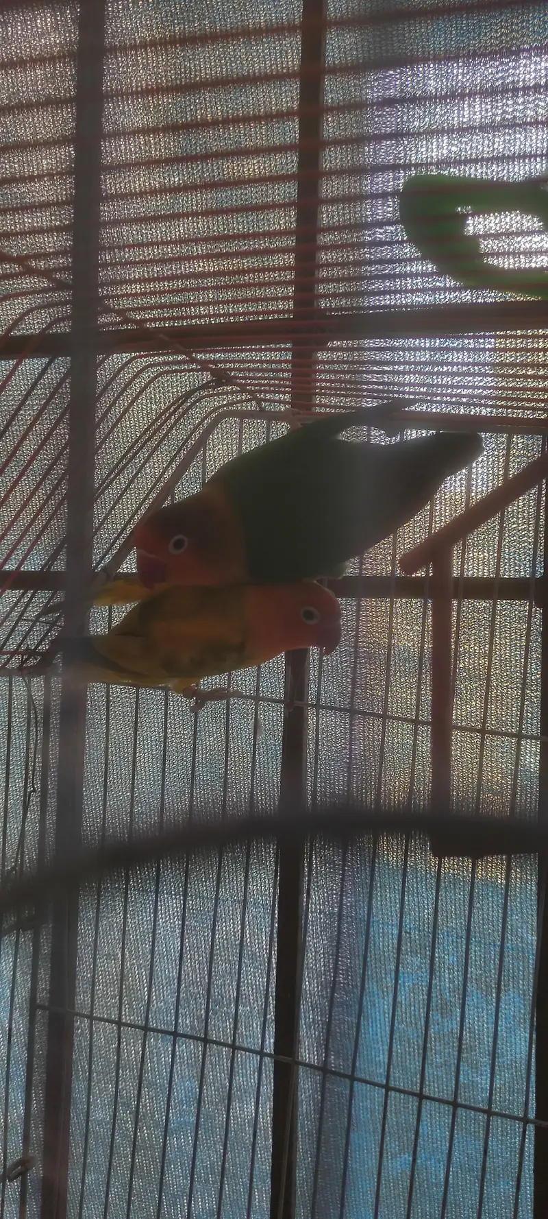 Green Fisher with cage — photo 2