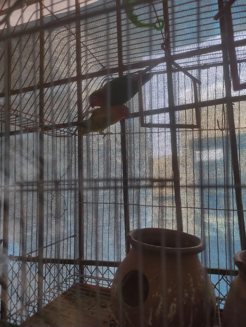 Green Fisher with cage — photo 3