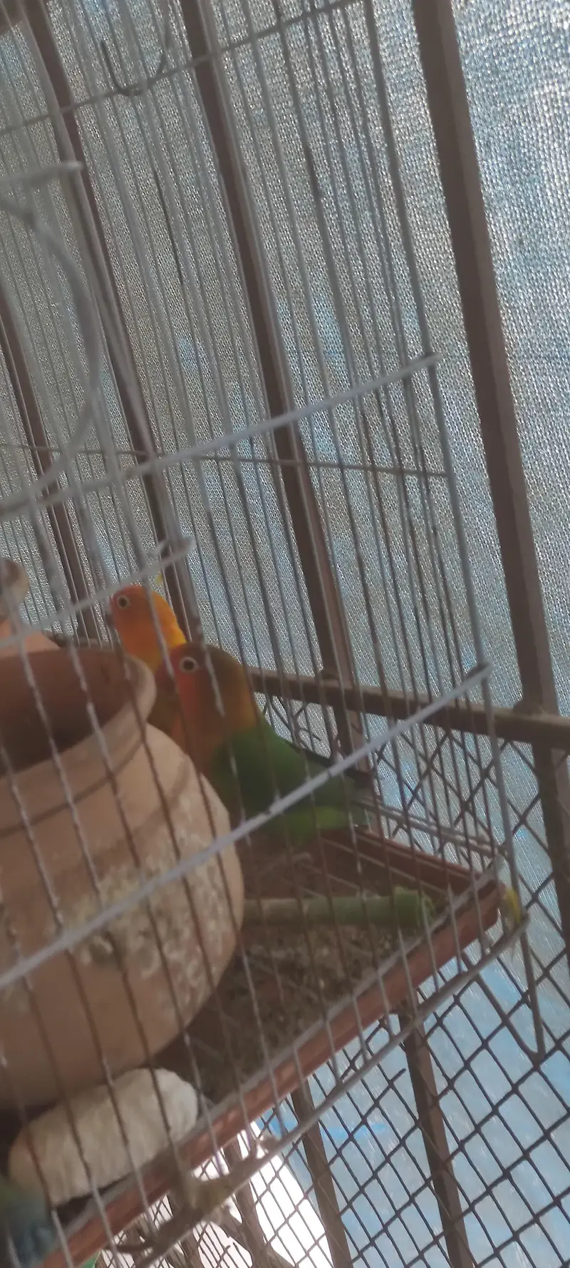 Green Fisher with cage — photo 4