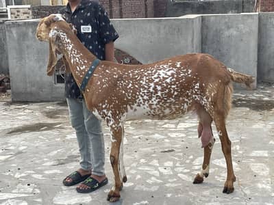 Makhi cheeni big size bakri