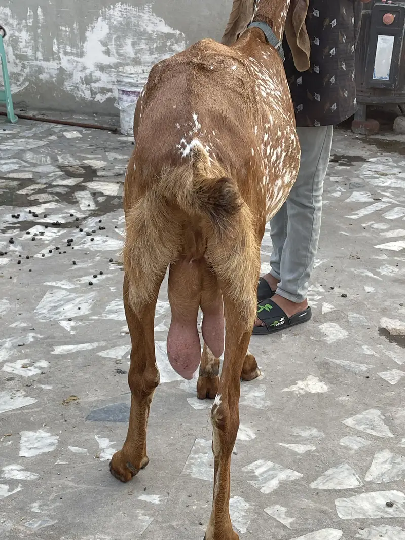 Makhi cheeni big size bakri — photo 2