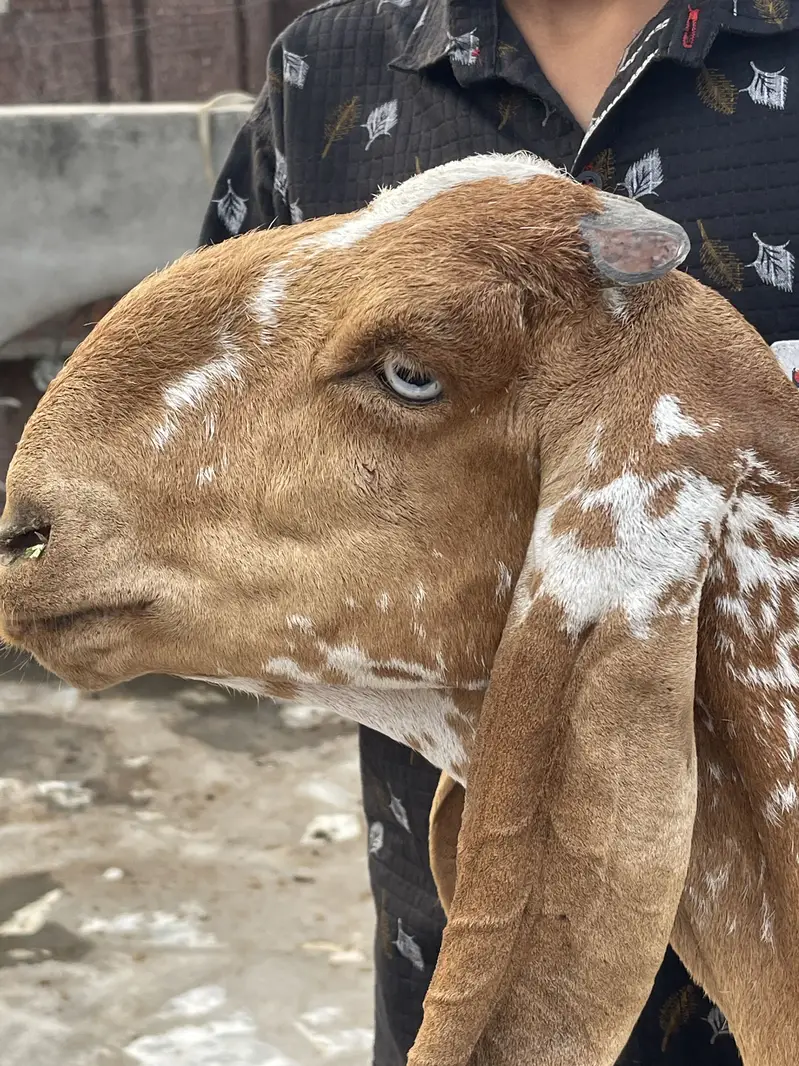 Makhi cheeni big size bakri — photo 3