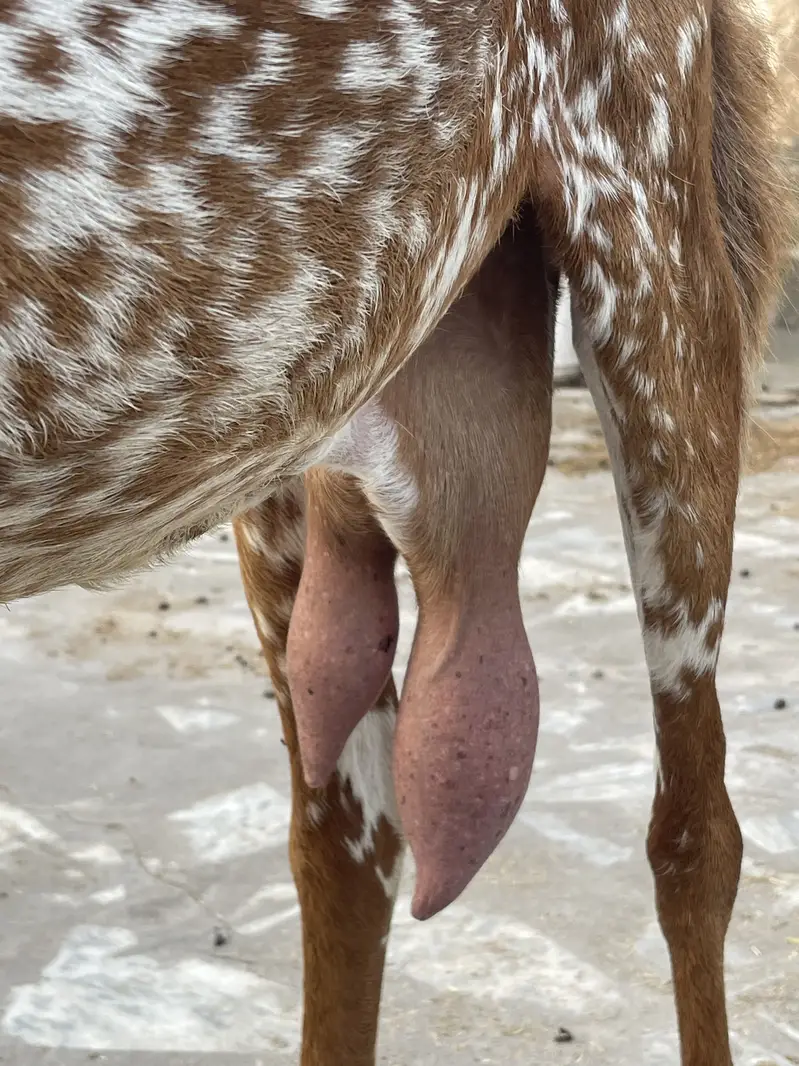 Makhi cheeni big size bakri — photo 4