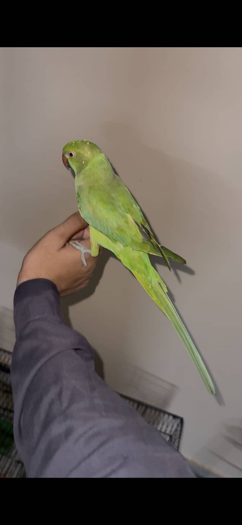 Parrot 0