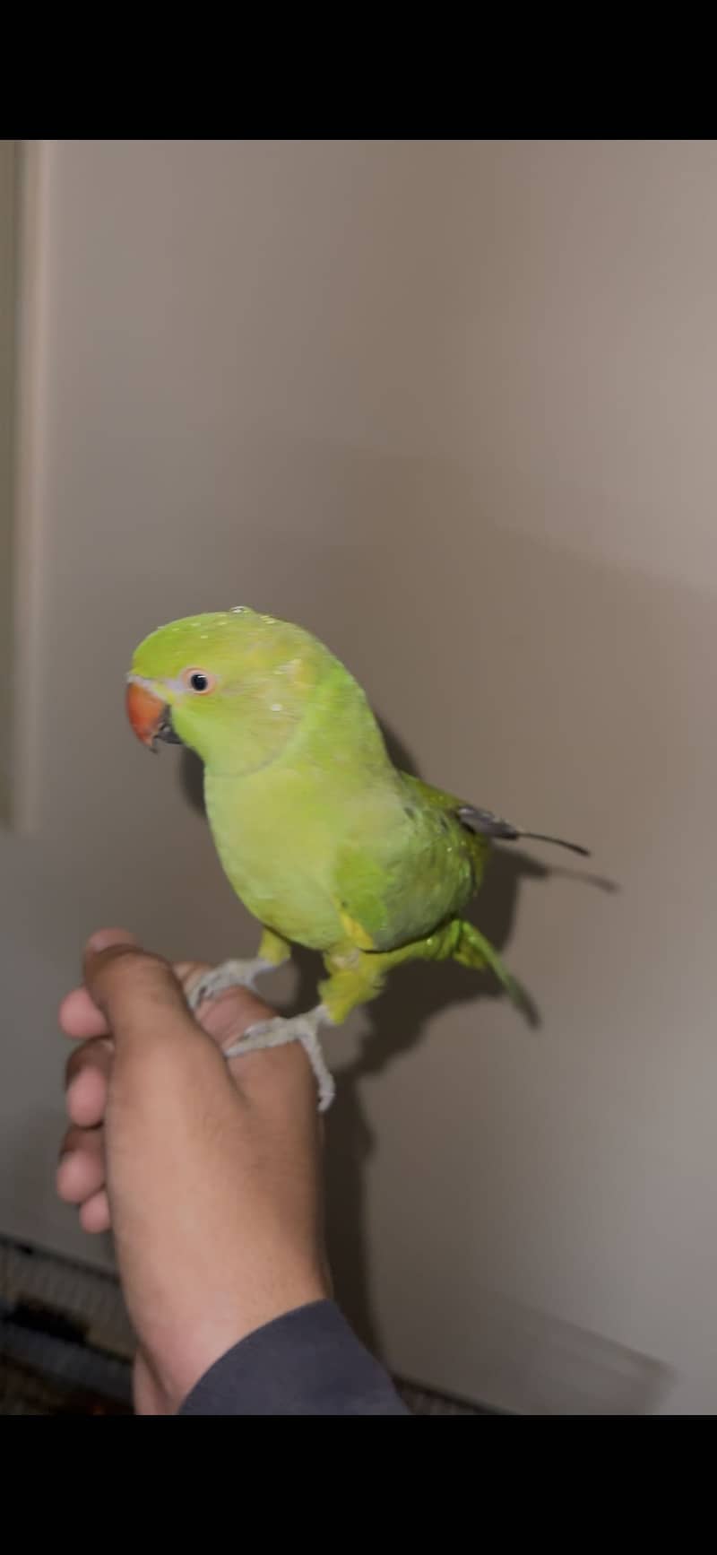 Parrot 1