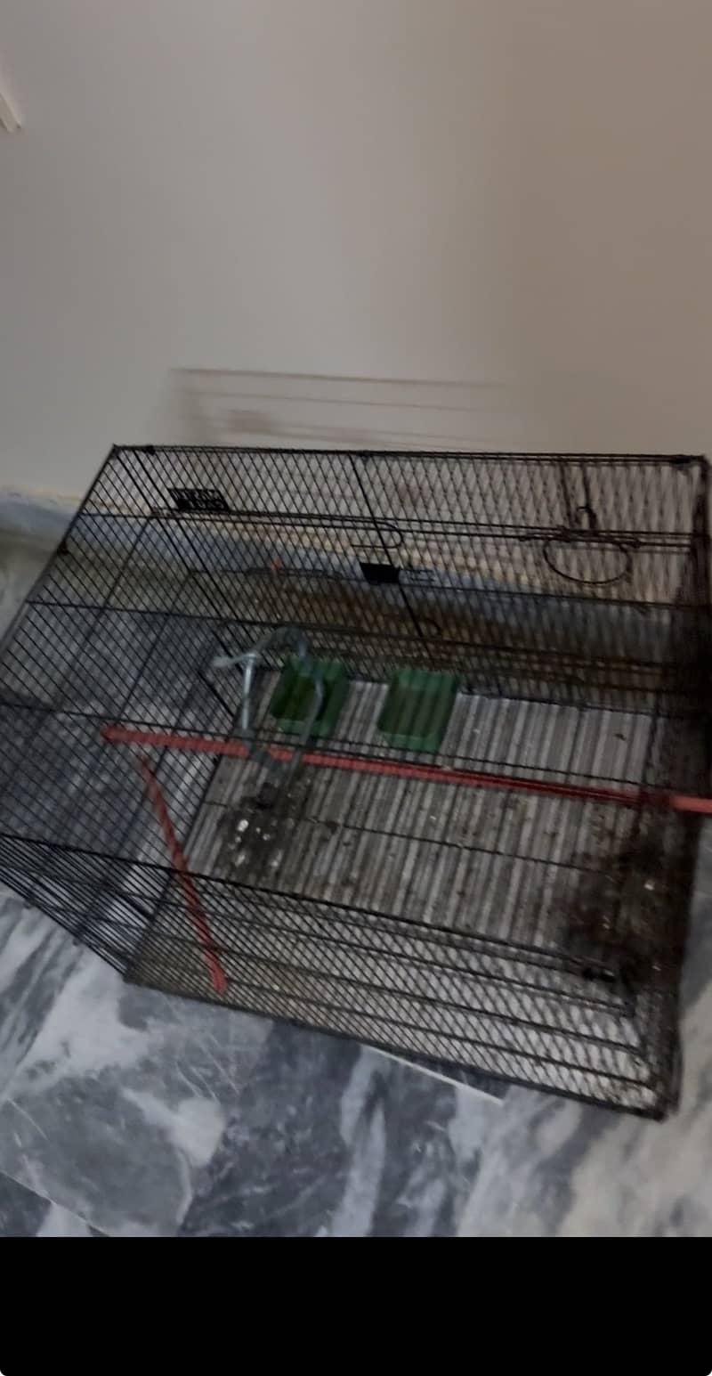 Parrot 2