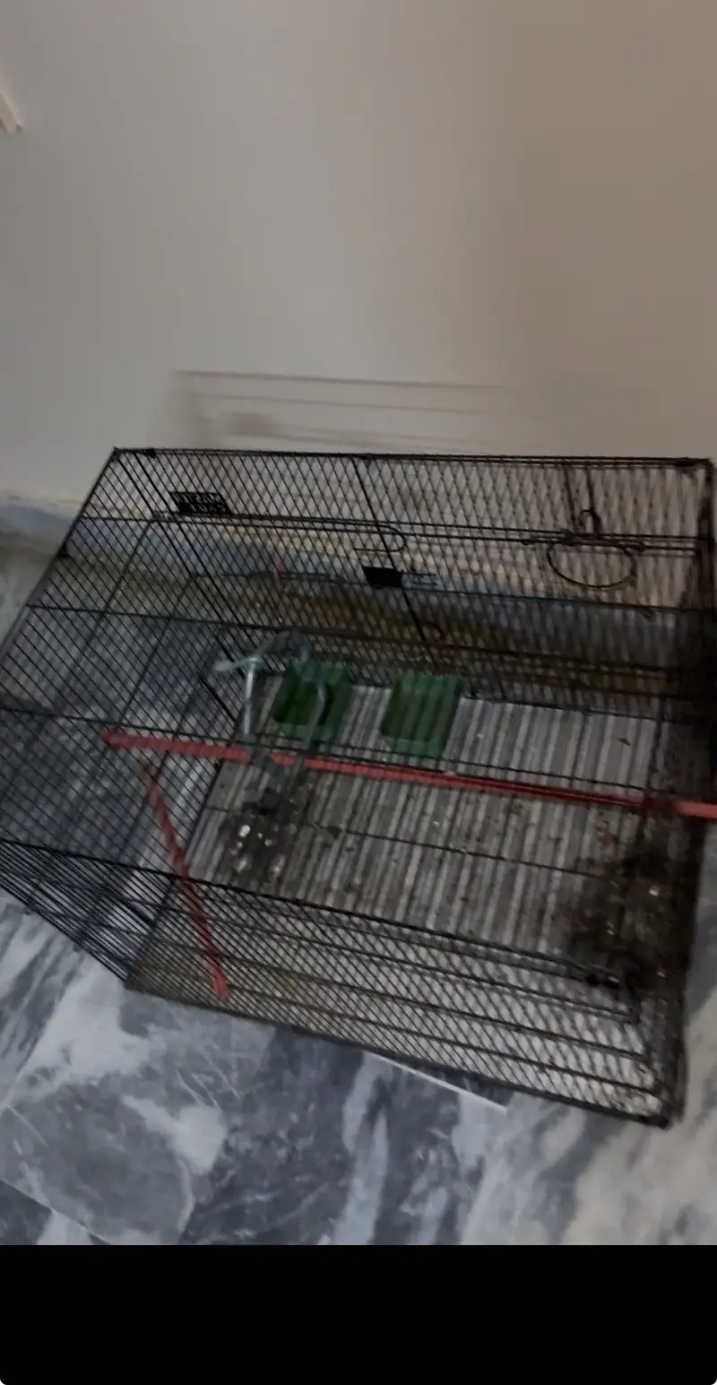 Parrot — photo 3