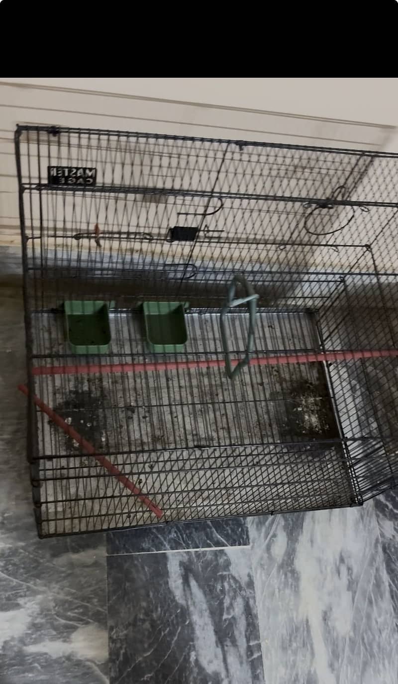 Parrot 3