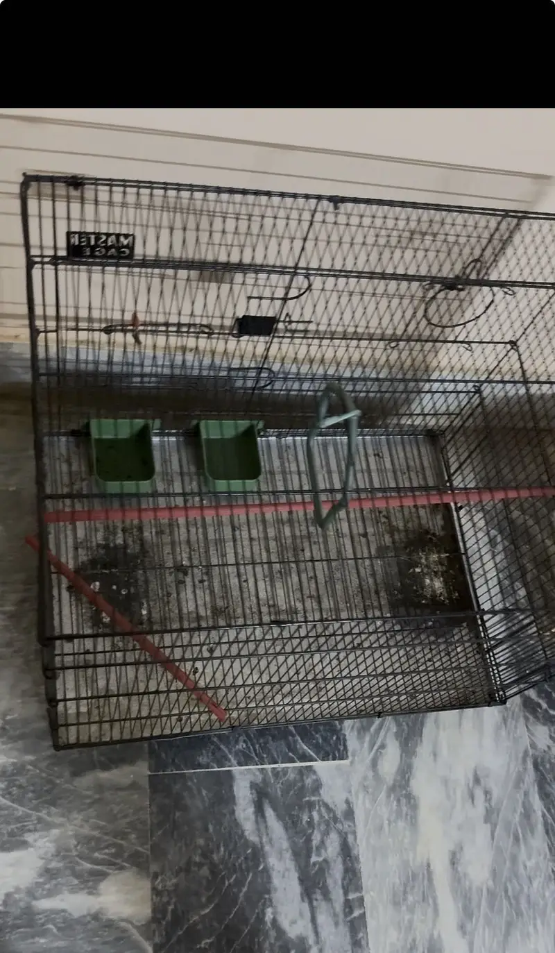 Parrot — photo 4