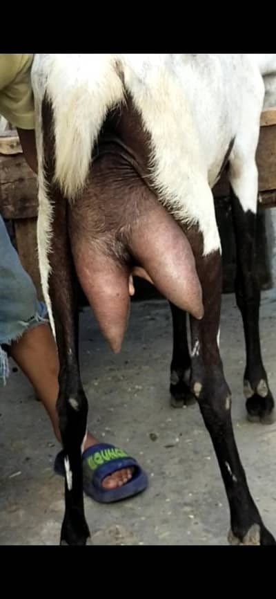 dasi bakri dodh Vali 03098289032