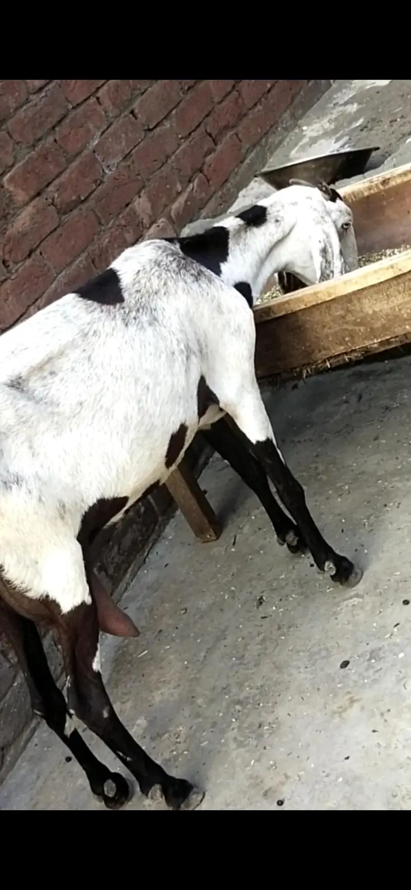 dasi bakri dodh Vali 03098289032 — photo 2