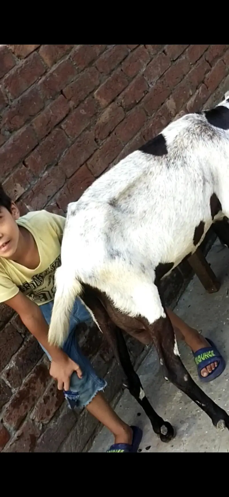 dasi bakri dodh Vali 03098289032 — photo 3
