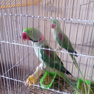 kashmiri raw pair