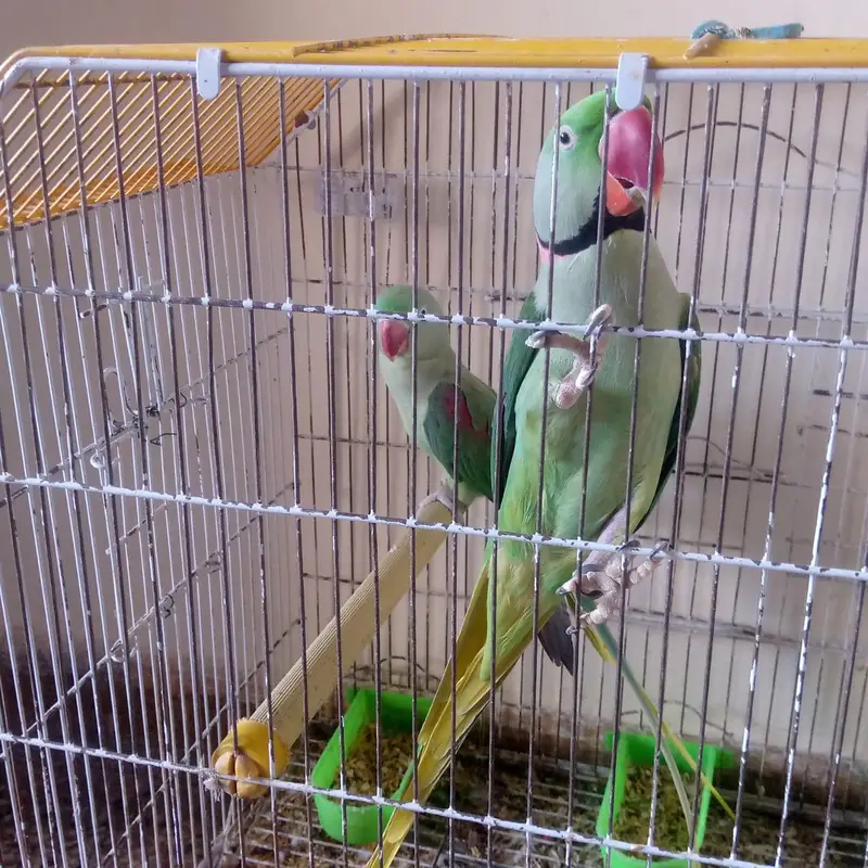 kashmiri raw pair — photo 2